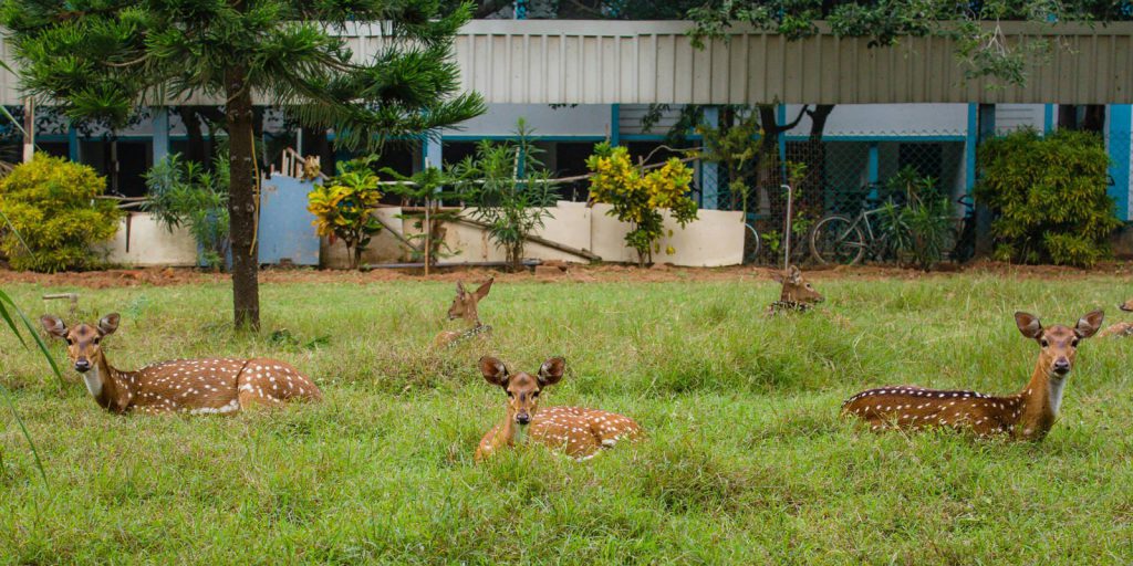 IIT Madras has people talking about Campus being near to Forest
