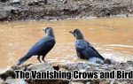 Vanishing Crows and Birds