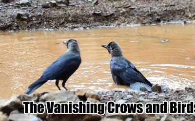 Vanishing Crows and Birds
