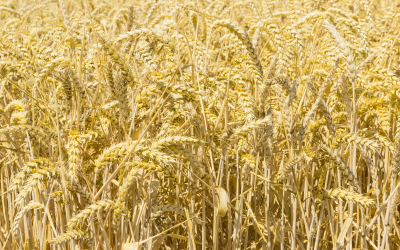 Ozone pollution, a lesser-known but potent threat, could drastically reduce agricultural yields in the country, according to a new study by IIT-Kharagpur.