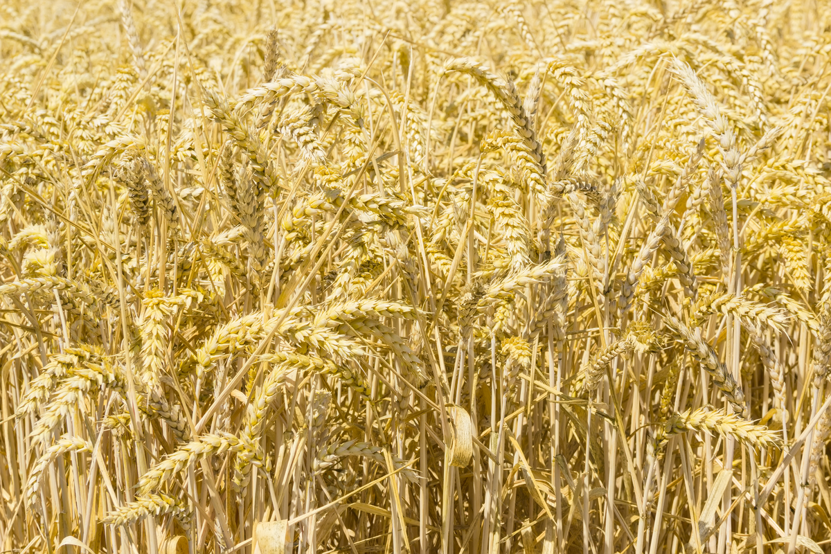 Ozone pollution, a lesser-known but potent threat, could drastically reduce agricultural yields in the country, according to a new study by IIT-Kharagpur.