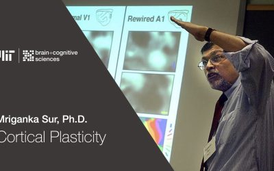 IIT Kanpur Alum Mriganka Sur called Newton of brain science at MIT