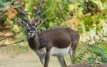IIT Madras has people talking about Campus being near to Forest