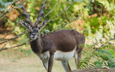 IIT Madras has people talking about Campus being near to Forest