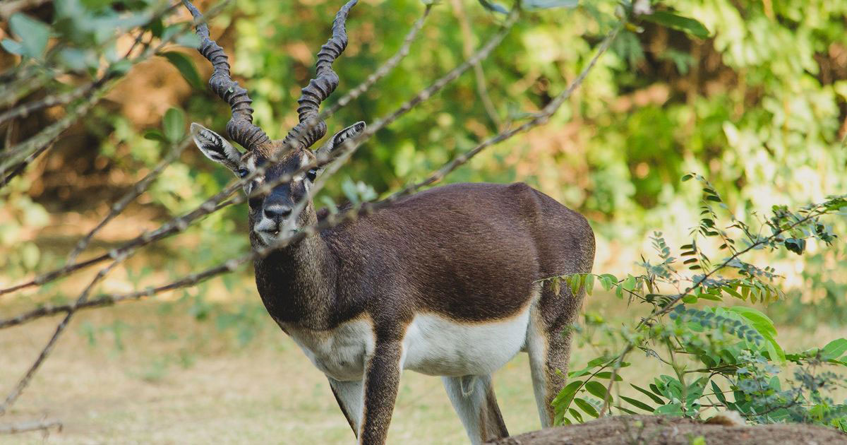 IIT Madras has people talking about Campus being near to Forest