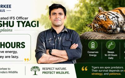 IIT Roorkee Alumnus and IFS Officer Himanshu Tyagi Explains Why Tigers Sleep 16–20 Hours a Day